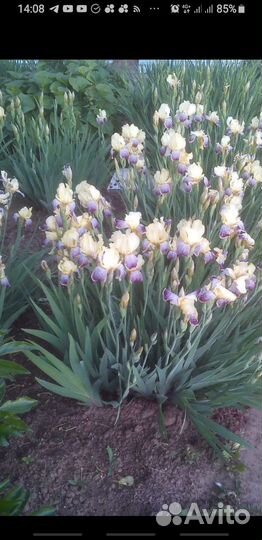 Ирисы бородатые