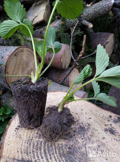 Рассада ремонтантной клубники(ндс) мурано