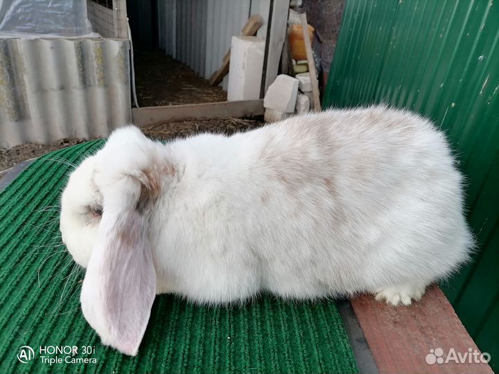 Кролики французский баран