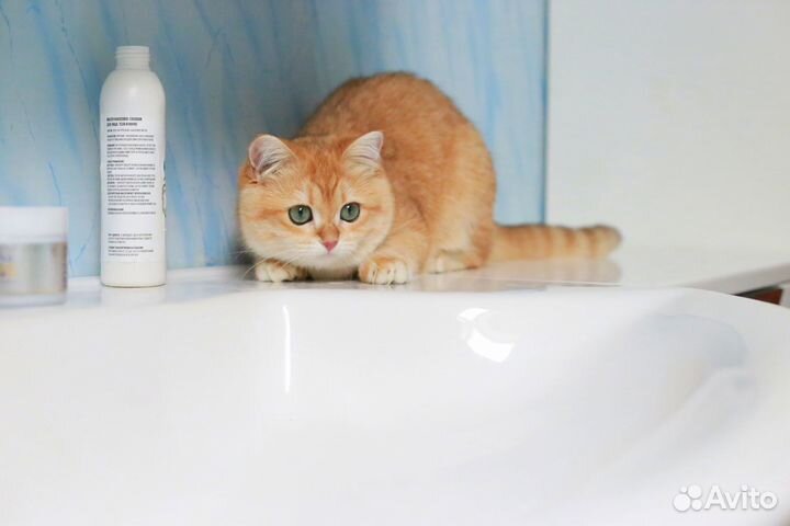 Британская золотая шиншилла