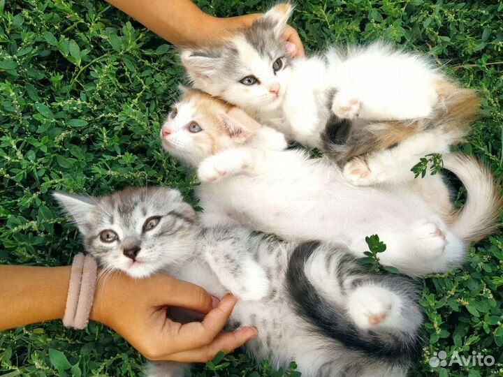 Кошка в дар