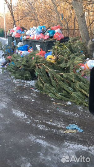 Вывезу елки