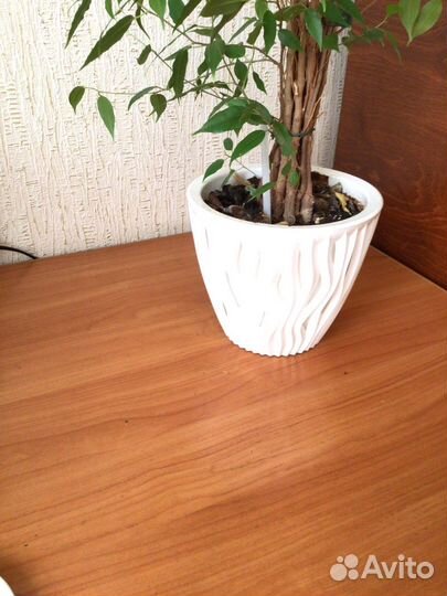 Комнатные цветы Фикус Бенджамина