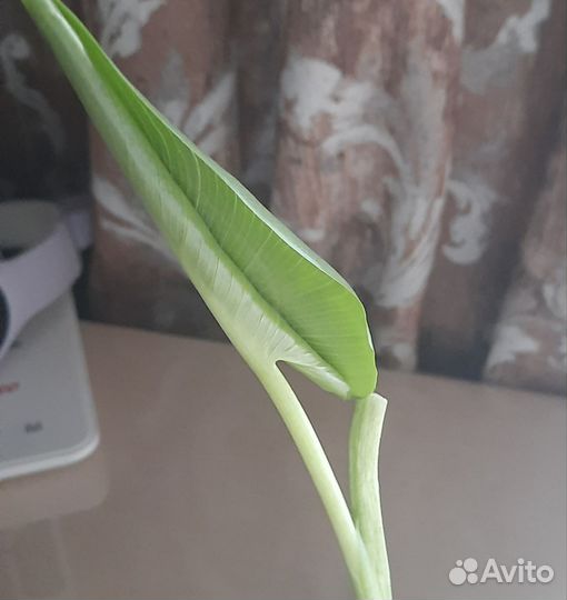 Калла эфиопская детки и гвоздика горшкавая