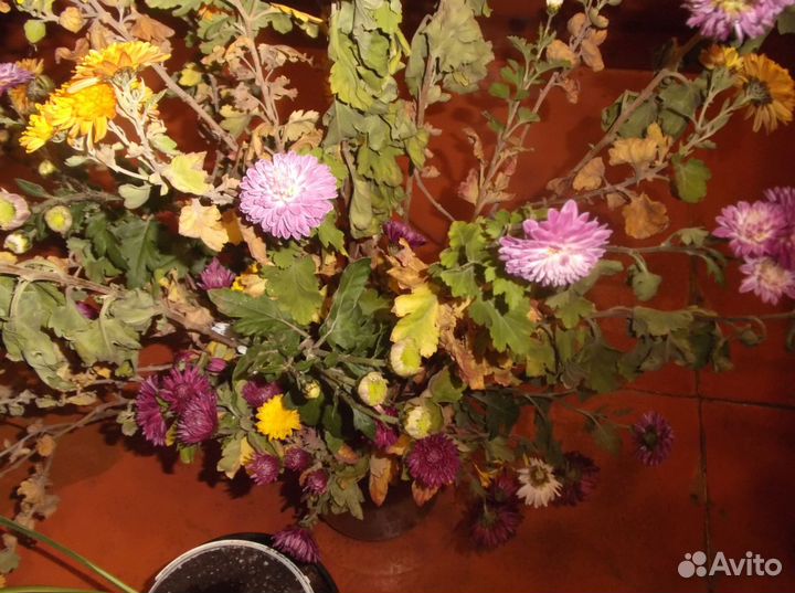 Растения для дачи