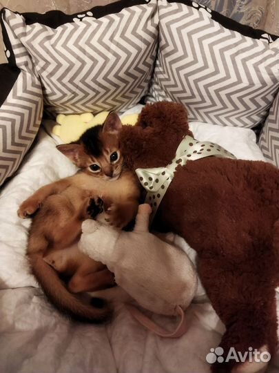 Абиссинские котята