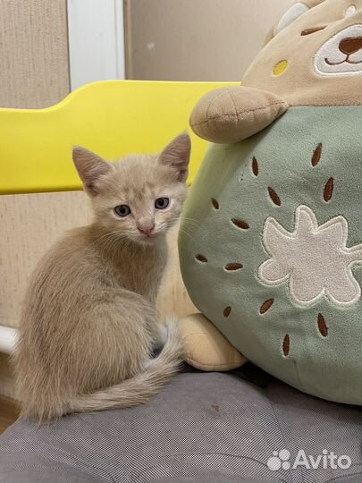 Рыжий котик