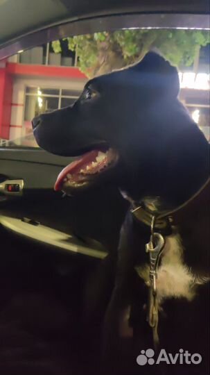 Вязка кобеля Питбуля