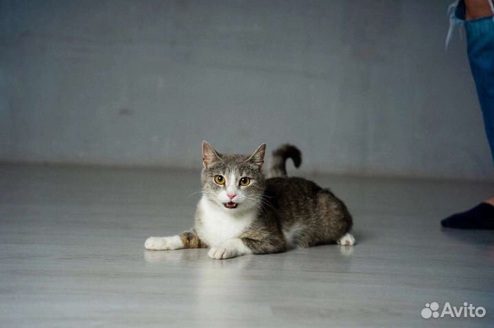 Кошка ищет дом