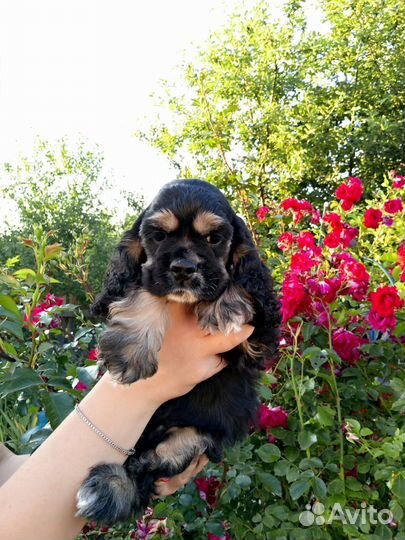 Американский кокер спаниель