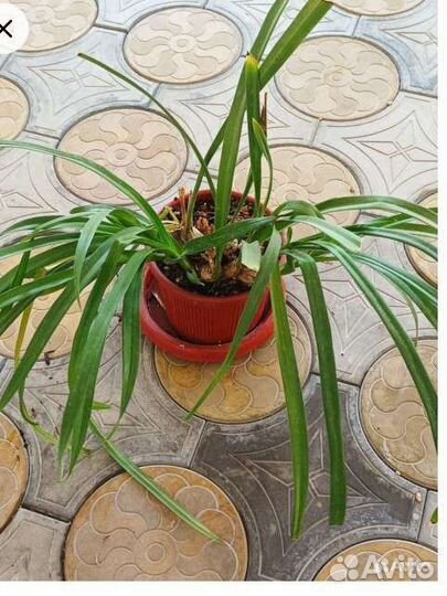 Орхидея цимбидиум