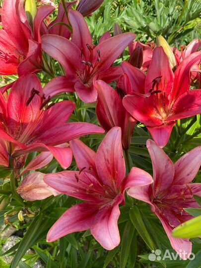 Лилии Голландской селекции