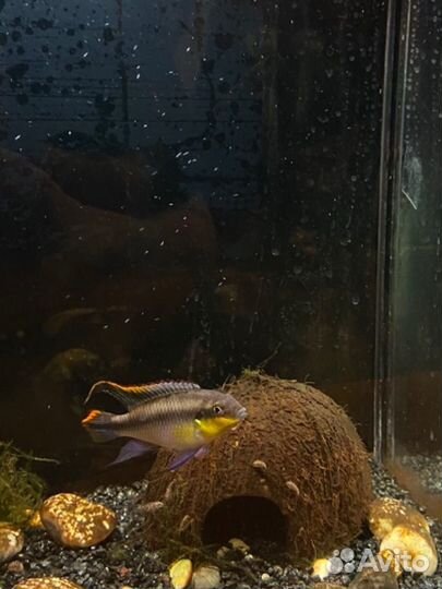 Пельвикахромис пульхера (рыба-попугайчик)