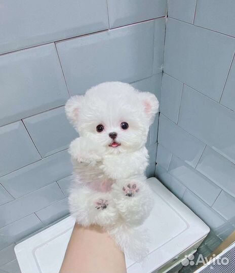 Мальтипу мини Тедди Тикап из Китая