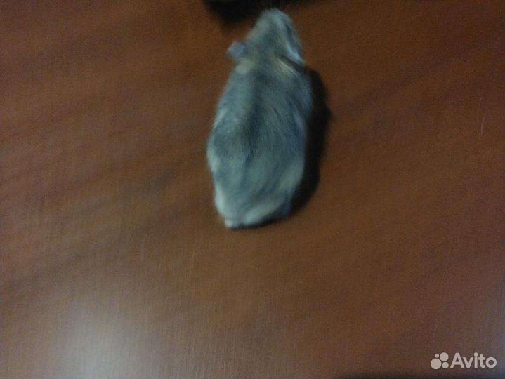 Коричневые хомячки