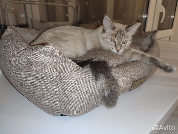 Кошки