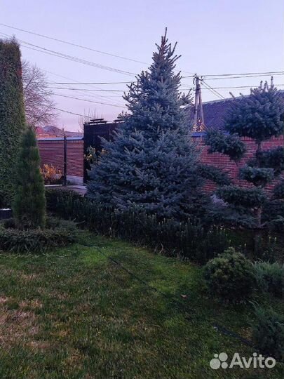 Высокие голубые ели крупномеры n-5780