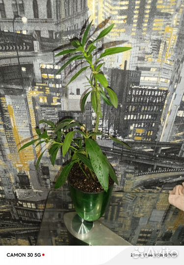 Олеандр махровый розовый