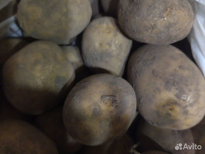Продам картофель семенной