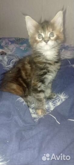 Котята мейн-кун