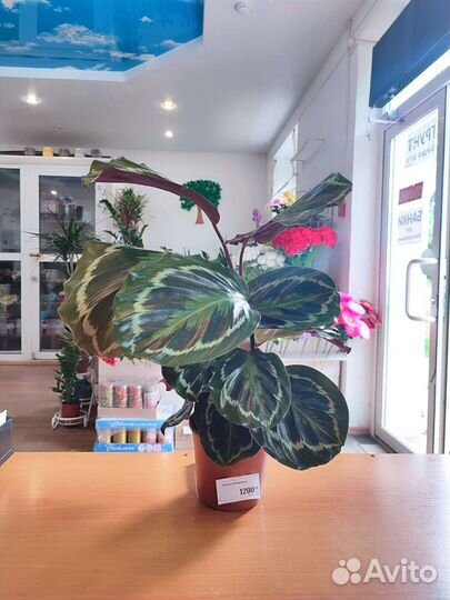 Комнатные цветы и домашние растения