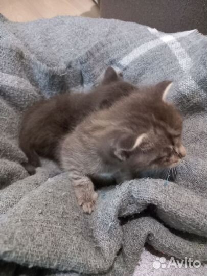 Кошки в добрые руки бесплатно