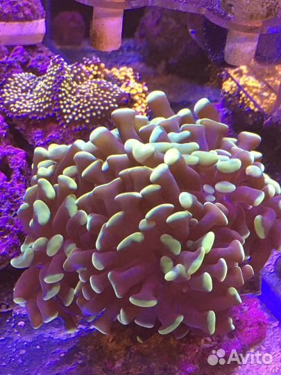 Кораллы для морского аквариума