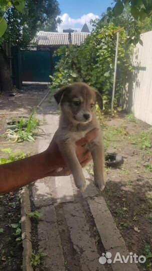 Щеночки в дар