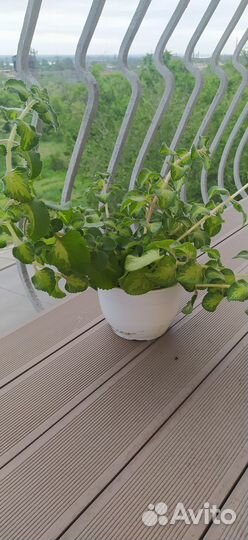 Цветок мята декоративная комнатный