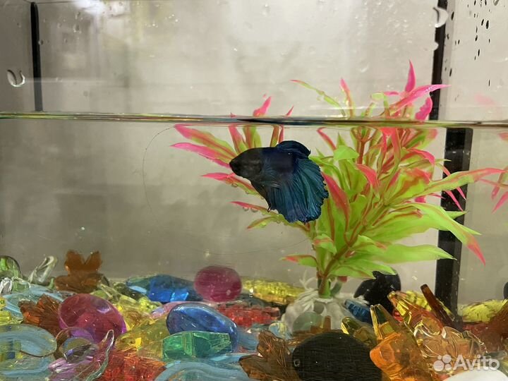 Аквариум с рыбкой Петушок