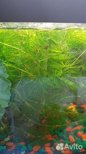 Аквариумное растение