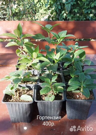 Гортензия саженцы