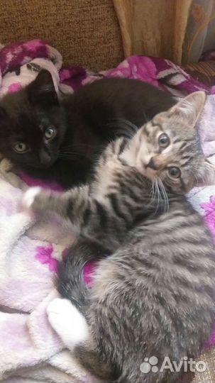 Умные котята