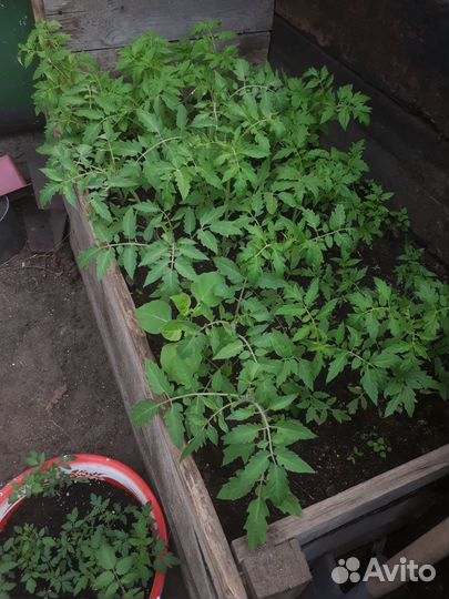 Рассада помидор