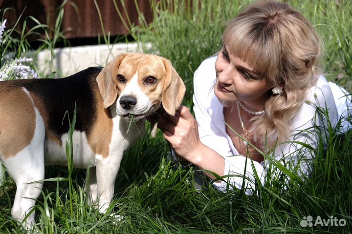 Передержка животных