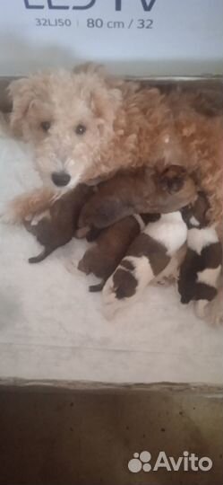 Щенки фокстерьера жесткошерстного