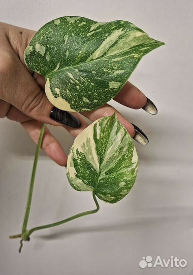 Монстера Вайт сноу