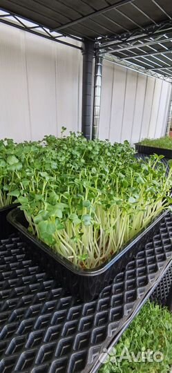 Микрозелень горошек, дайкон, горчица