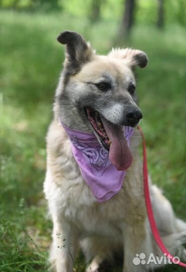 Волшебная собачка Букля из приюта