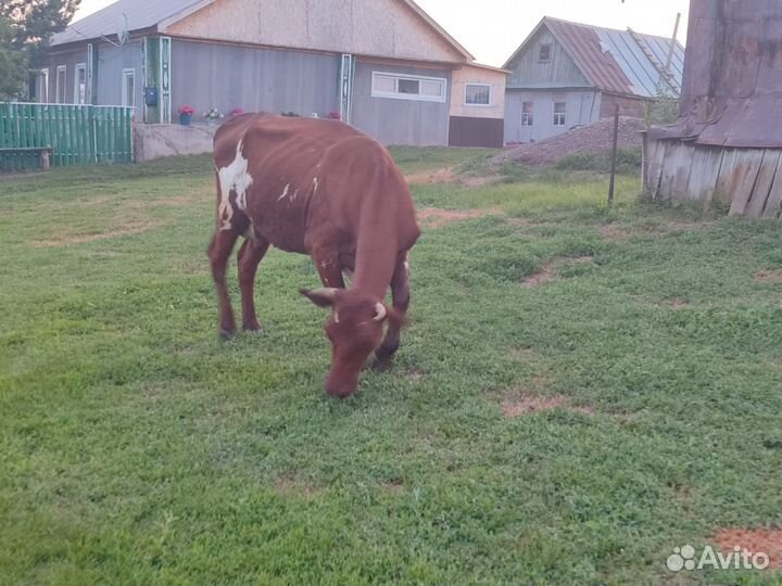 Корова дойная