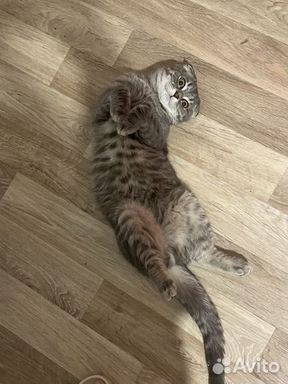Вязка шотландский кот