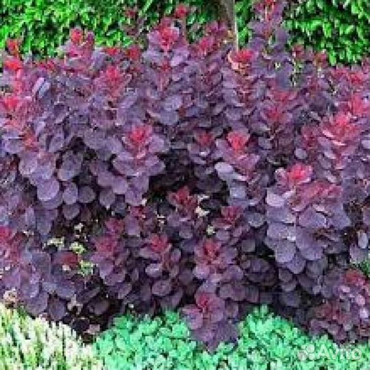 Скумпия кожевенная /Саженец скумпии