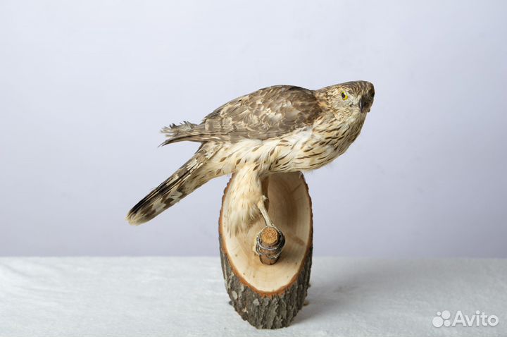 Чучело птицы