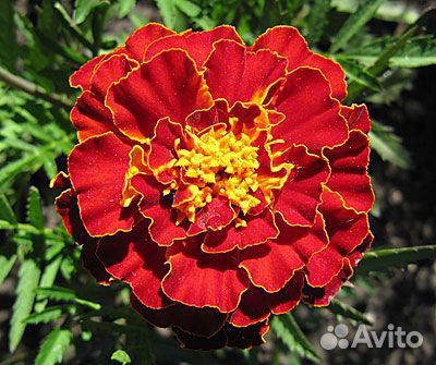 Бархатцы семена