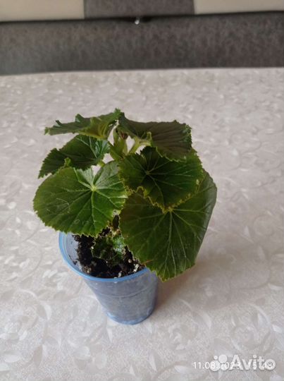 Радермахера, бегонии, фуксия