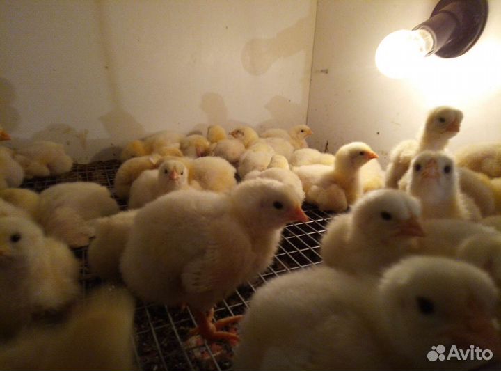 Бройлерные цыплята Кобб500, Арбор