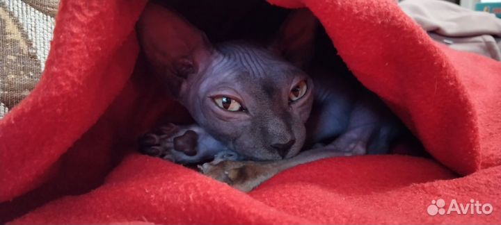 Канадский Сфинкс