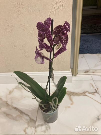Орхидея дикий кот
