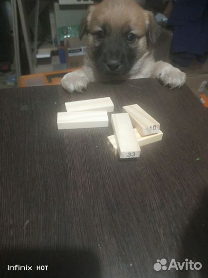 Кутята