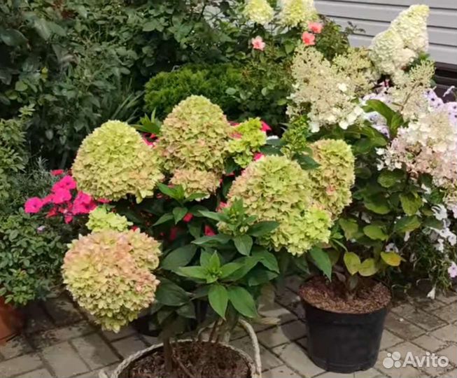 Гортензия BG